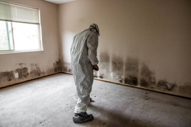 Best Mold Testing and Inspection Services in Farmingdale, NY