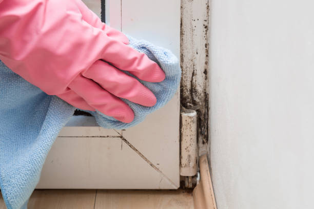 Trusted Farmingdale, NY Mold Remediation Experts